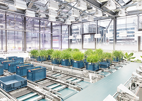 Greenhouse – A robotic arm and a system of conveyor belts (photo)
